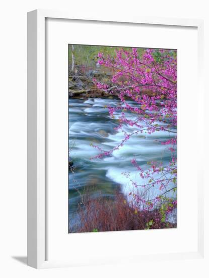 Redbud Riverside-Vincent James-Framed Photographic Print