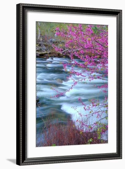 Redbud Riverside-Vincent James-Framed Photographic Print