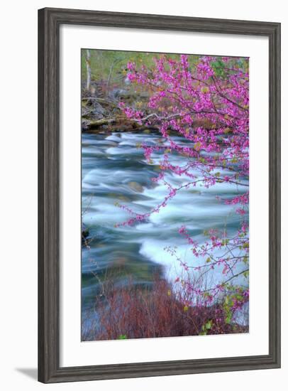 Redbud Riverside-Vincent James-Framed Photographic Print