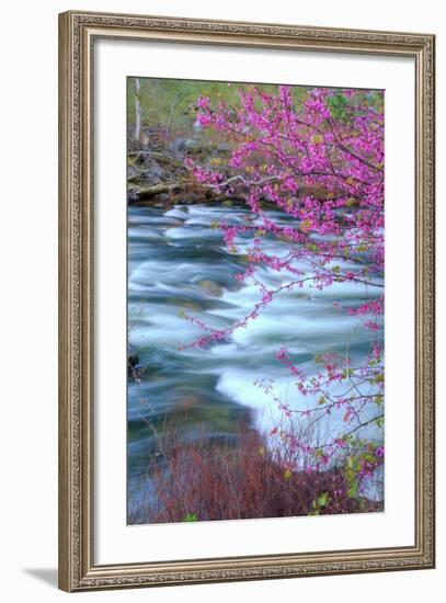 Redbud Riverside-Vincent James-Framed Photographic Print