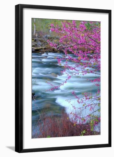 Redbud Riverside-Vincent James-Framed Photographic Print
