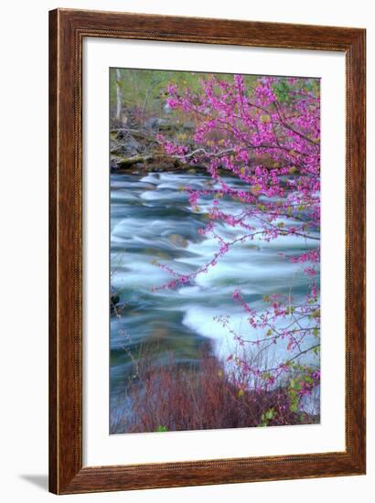 Redbud Riverside-Vincent James-Framed Photographic Print