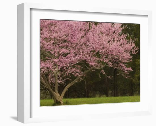 Redbud Tree in bloom, Manassas National Battlefield Park, Virginia, USA-Corey Hilz-Framed Photographic Print