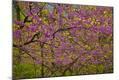 Premium Photographic Print