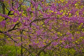 'Redbud Tree' Photographic Print | Art.com