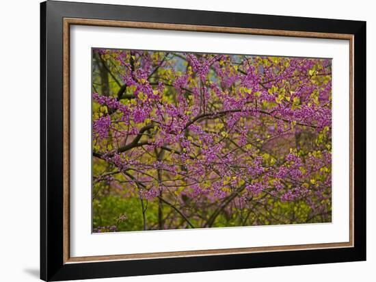 Redbud Tree-null-Framed Photographic Print