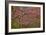 Redbud Tree-null-Framed Photographic Print