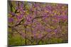 Redbud Tree-null-Mounted Photographic Print