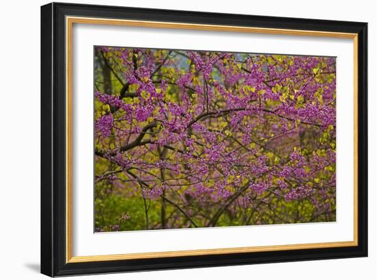 Redbud Tree-null-Framed Photographic Print