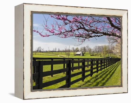 Redbud Trees in Full Bloom, Lexington, Kentucky, Usa-Adam Jones-Framed Premier Image Canvas