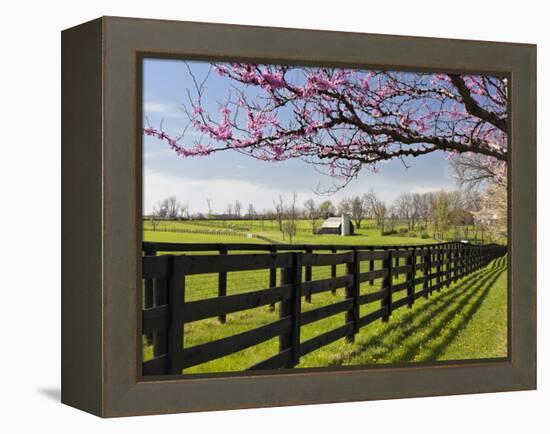 Redbud Trees in Full Bloom, Lexington, Kentucky, Usa-Adam Jones-Framed Premier Image Canvas