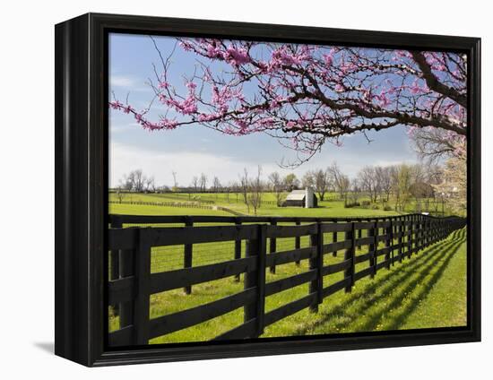 Redbud Trees in Full Bloom, Lexington, Kentucky, Usa-Adam Jones-Framed Premier Image Canvas