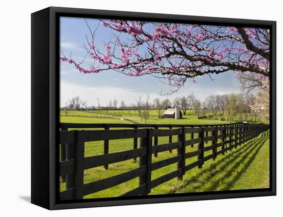 Redbud Trees in Full Bloom, Lexington, Kentucky, Usa-Adam Jones-Framed Premier Image Canvas