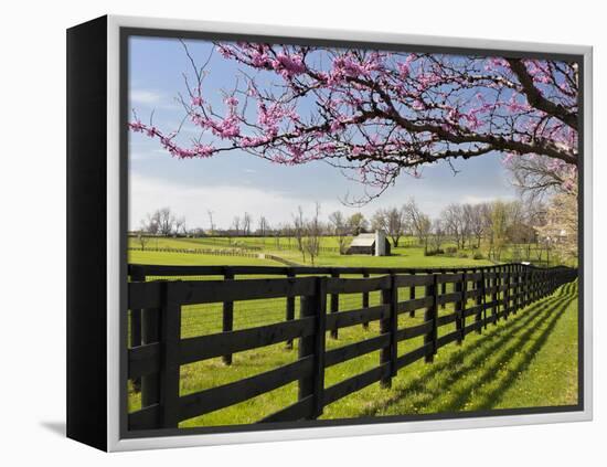 Redbud Trees in Full Bloom, Lexington, Kentucky, Usa-Adam Jones-Framed Premier Image Canvas