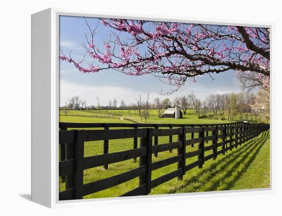 Redbud Trees in Full Bloom, Lexington, Kentucky, Usa-Adam Jones-Framed Premier Image Canvas