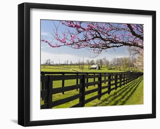 Redbud Trees in Full Bloom, Lexington, Kentucky, Usa-Adam Jones-Framed Photographic Print