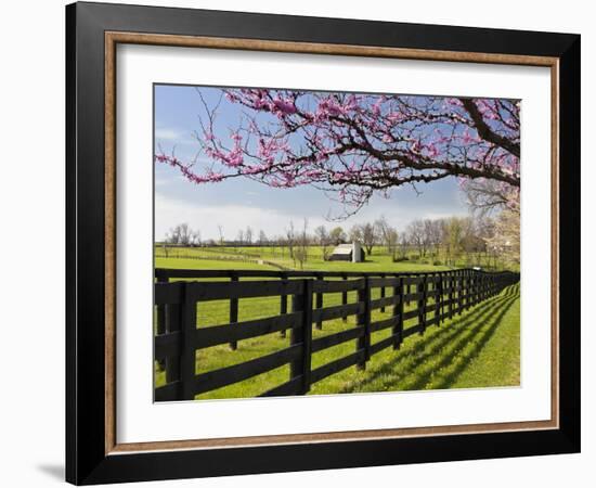 Redbud Trees in Full Bloom, Lexington, Kentucky, Usa-Adam Jones-Framed Photographic Print