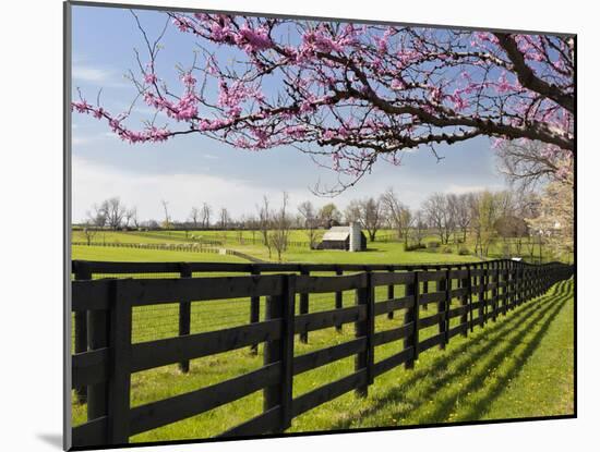 Redbud Trees in Full Bloom, Lexington, Kentucky, Usa-Adam Jones-Mounted Photographic Print