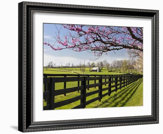 Redbud Trees in Full Bloom, Lexington, Kentucky, Usa-Adam Jones-Framed Photographic Print