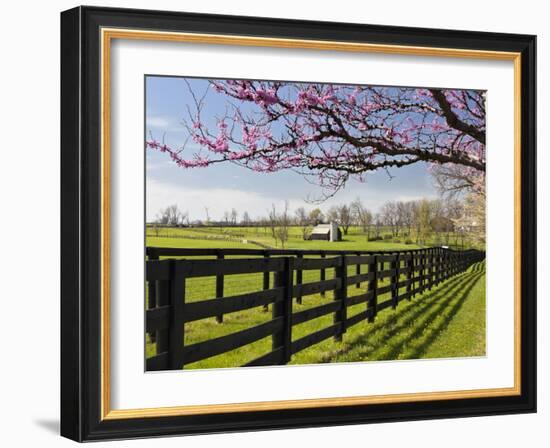 Redbud Trees in Full Bloom, Lexington, Kentucky, Usa-Adam Jones-Framed Photographic Print