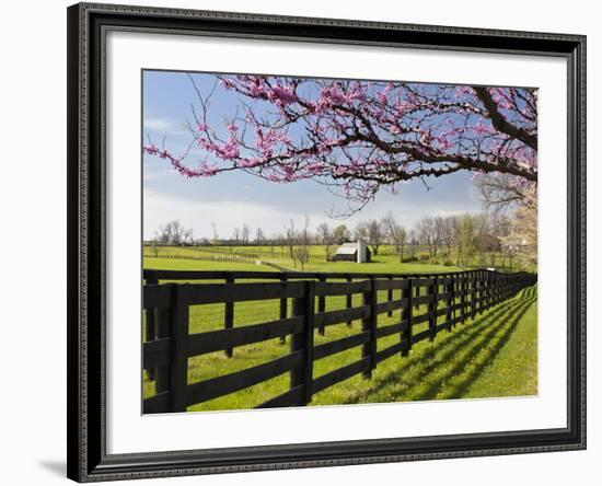 Redbud Trees in Full Bloom, Lexington, Kentucky, Usa-Adam Jones-Framed Photographic Print