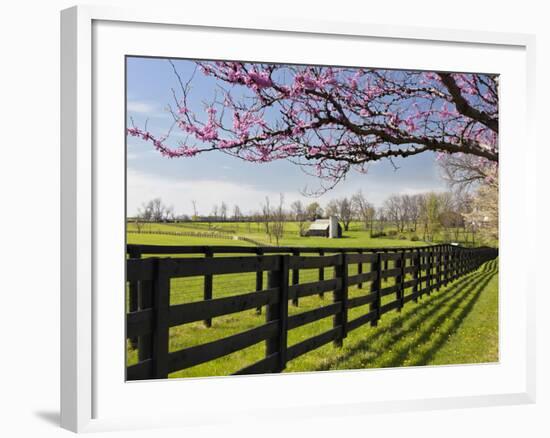 Redbud Trees in Full Bloom, Lexington, Kentucky, Usa-Adam Jones-Framed Photographic Print