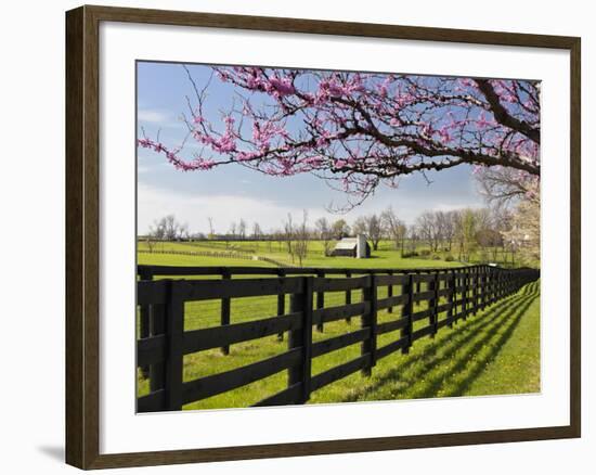 Redbud Trees in Full Bloom, Lexington, Kentucky, Usa-Adam Jones-Framed Photographic Print