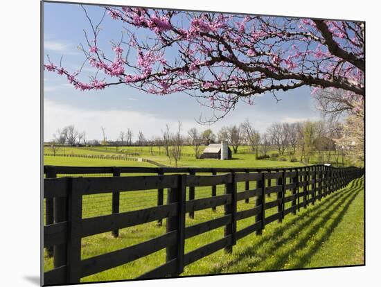 Redbud Trees in Full Bloom, Lexington, Kentucky, Usa-Adam Jones-Mounted Photographic Print