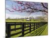 Redbud Trees in Full Bloom, Lexington, Kentucky, Usa-Adam Jones-Mounted Photographic Print