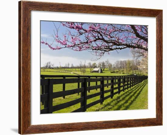 Redbud Trees in Full Bloom, Lexington, Kentucky, Usa-Adam Jones-Framed Photographic Print