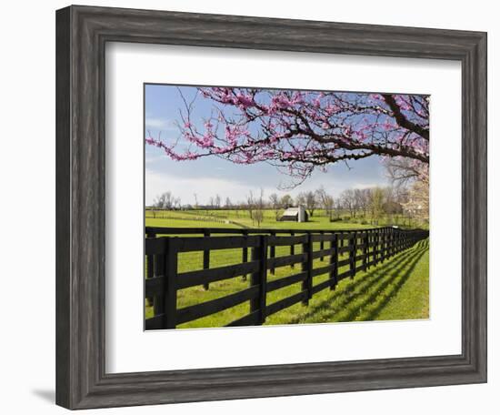 Redbud Trees in Full Bloom, Lexington, Kentucky, Usa-Adam Jones-Framed Photographic Print