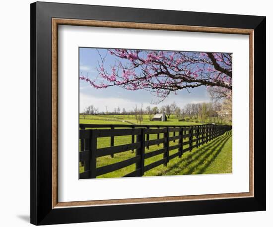 Redbud Trees in Full Bloom, Lexington, Kentucky, Usa-Adam Jones-Framed Photographic Print