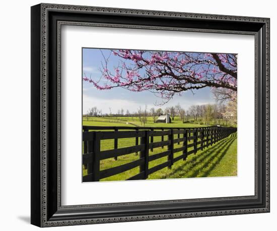 Redbud Trees in Full Bloom, Lexington, Kentucky, Usa-Adam Jones-Framed Photographic Print