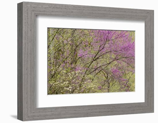 Redbud Trees in Spring Bloom, Great Smoky Mountains National Park, Tennessee-Adam Jones-Framed Photographic Print