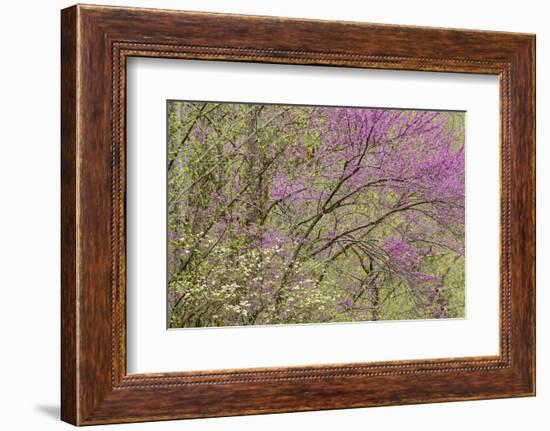 Redbud Trees in Spring Bloom, Great Smoky Mountains National Park, Tennessee-Adam Jones-Framed Photographic Print