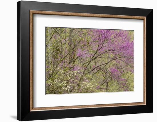 Redbud Trees in Spring Bloom, Great Smoky Mountains National Park, Tennessee-Adam Jones-Framed Photographic Print