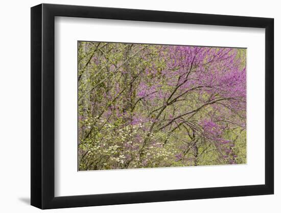 Redbud Trees in Spring Bloom, Great Smoky Mountains National Park, Tennessee-Adam Jones-Framed Photographic Print