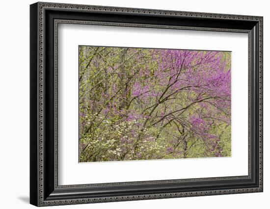 Redbud Trees in Spring Bloom, Great Smoky Mountains National Park, Tennessee-Adam Jones-Framed Photographic Print