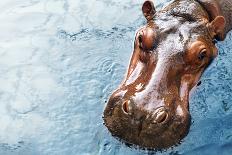 Hippopotamus-Redchanka-Photographic Print