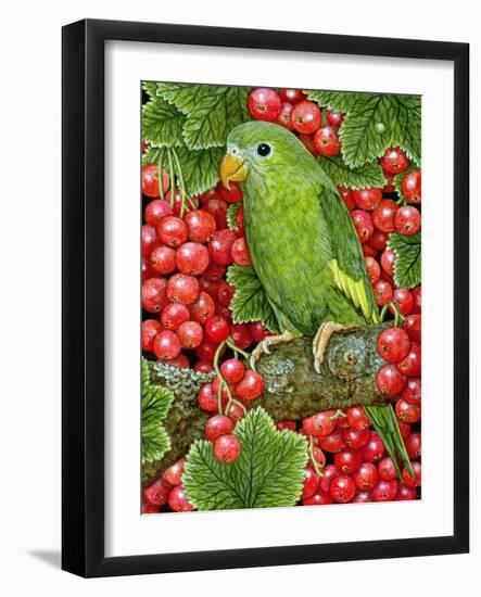 Redcurrant-Parakeet, 1995-Ditz-Framed Giclee Print