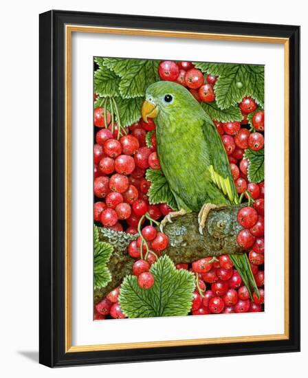 Redcurrant-Parakeet, 1995-Ditz-Framed Giclee Print