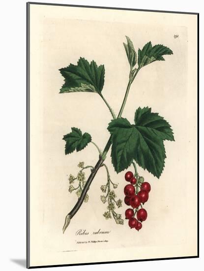 Redcurrant Tree, Ribes Rubrum-James Sowerby-Mounted Giclee Print