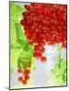 Redcurrants and Leaves, 1996-Norman Hollands-Mounted Photographic Print
