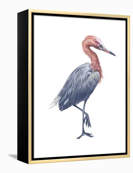 Reddish Egret (Dichromanassa Rufescens), Birds-Encyclopaedia Britannica-Framed Stretched Canvas