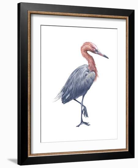 Reddish Egret (Dichromanassa Rufescens), Birds-Encyclopaedia Britannica-Framed Art Print