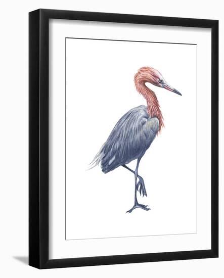 Reddish Egret (Dichromanassa Rufescens), Birds-Encyclopaedia Britannica-Framed Art Print