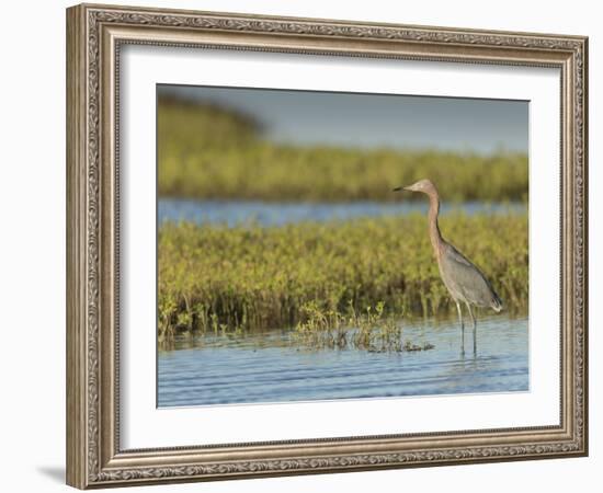 Reddish egret, Egret rufescens, Espiritu Santo, Welder Flats, San Antonio Bay, Texas-Maresa Pryor-Framed Photographic Print