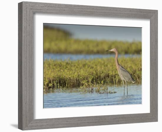 Reddish egret, Egret rufescens, Espiritu Santo, Welder Flats, San Antonio Bay, Texas-Maresa Pryor-Framed Photographic Print