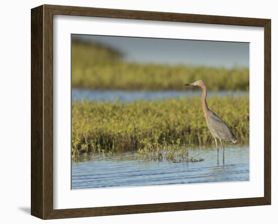 Reddish egret, Egret rufescens, Espiritu Santo, Welder Flats, San Antonio Bay, Texas-Maresa Pryor-Framed Photographic Print