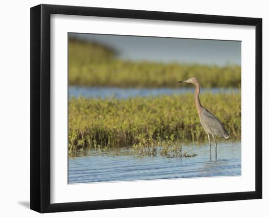 Reddish egret, Egret rufescens, Espiritu Santo, Welder Flats, San Antonio Bay, Texas-Maresa Pryor-Framed Photographic Print